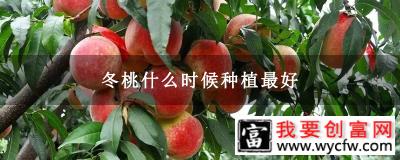 冬桃什么时候种植最好