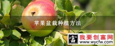 苹果盆栽种植方法
