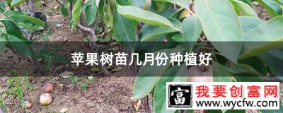 苹果树苗几月份种植好