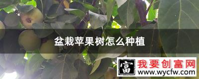 盆栽苹果树怎么种植