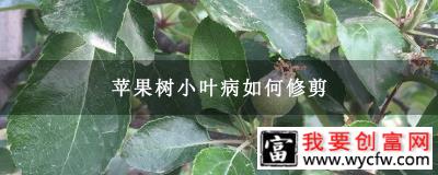 苹果树小叶病如何修剪