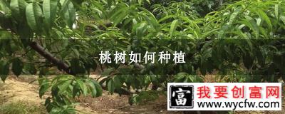 桃树如何种植