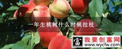 一年生桃树什么时候拉枝