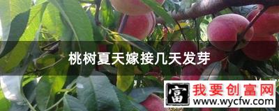 桃树夏天嫁接几天发芽