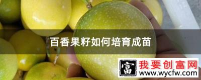 百香果籽如何培育成苗