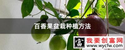 百香果盆栽种植方法