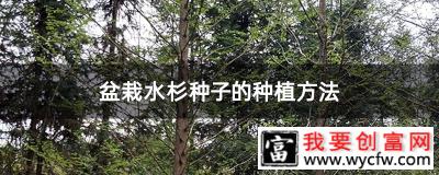 盆栽水杉种子的种植方法