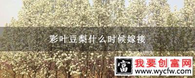 彩叶豆梨什么时候嫁接