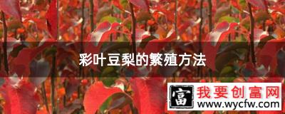 彩叶豆梨的繁殖方法