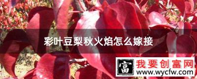 彩叶豆梨秋火焰怎么嫁接