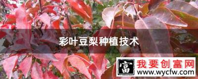 彩叶豆梨种植技术