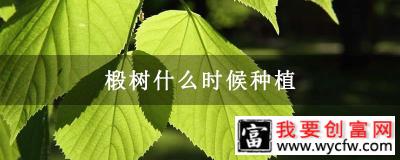 椴树什么时候种植