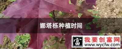 娜塔栎种植时间