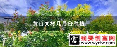 黄山栾树几月份种植