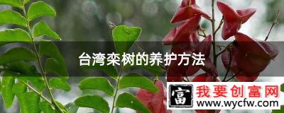 台湾栾树的养护方法