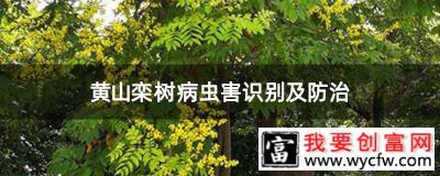 黄山栾树病虫害识别及防治