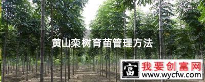 黄山栾树育苗管理方法