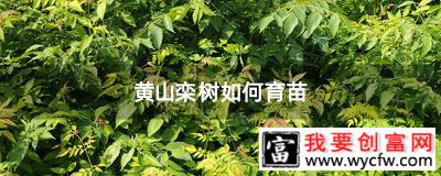 黄山栾树如何育苗