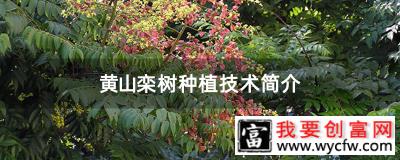 黄山栾树种植技术简介