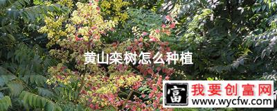 黄山栾树怎么种植