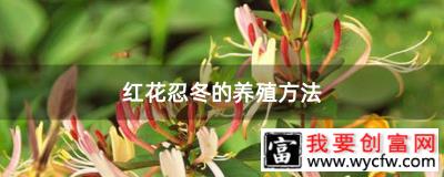 红花忍冬的养殖方法