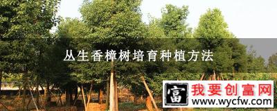 丛生香樟树培育种植方法