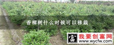 香樟树什么时候可以移栽