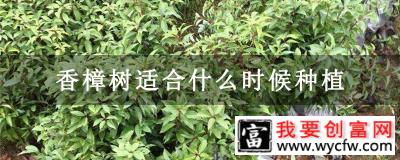 香樟树适合什么时候种植