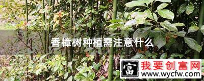 香樟树种植需注意什么