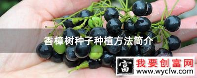 香樟树种子种植方法简介