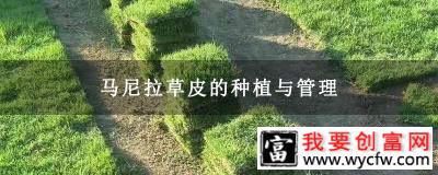 马尼拉草皮的种植与管理