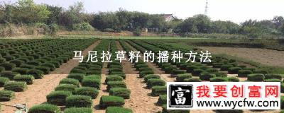 马尼拉草籽的播种方法