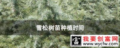 雪松树苗种植时间