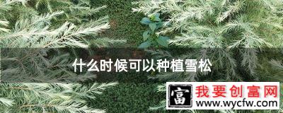 什么时候可以种植雪松