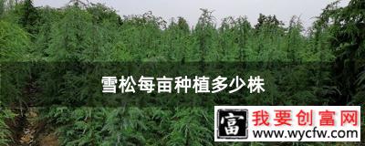 雪松每亩种植多少株