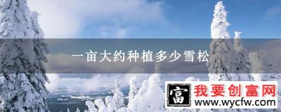 一亩大约种植多少雪松