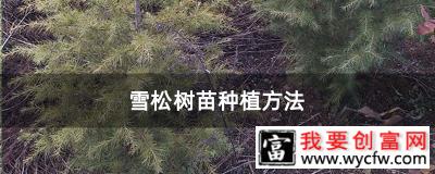 雪松树苗种植方法