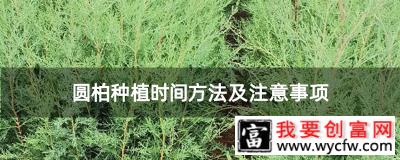 圆柏种植时间方法及注意事项