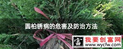 圆柏锈病的危害及防治方法