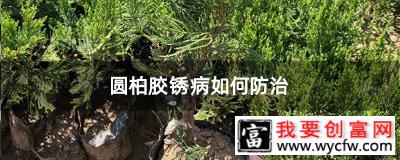 圆柏胶锈病如何防治