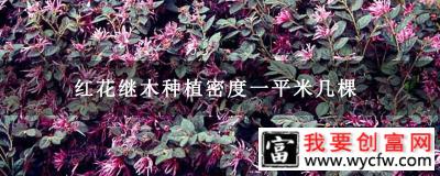 红花继木种植密度一平米几棵