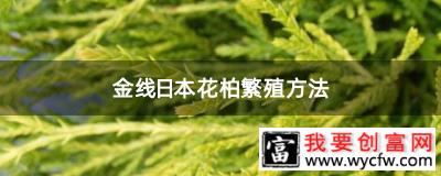 金线日本花柏繁殖方法