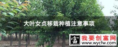 大叶女贞移栽种植注意事项