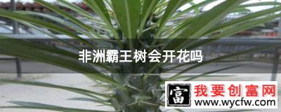 非洲霸王树会开花吗