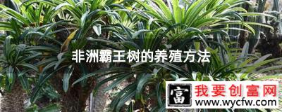 非洲霸王树的养殖方法