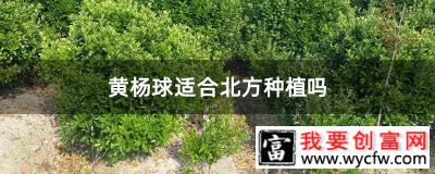 黄杨球适合北方种植吗