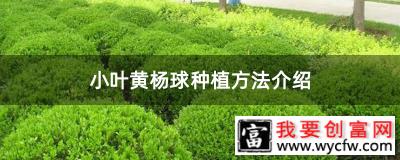 小叶黄杨球种植方法介绍