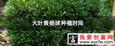 大叶黄杨球种植时间