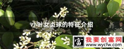 小叶女贞球的特征介绍