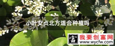 小叶女贞北方适合种植吗